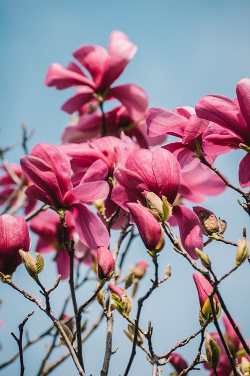 Gratis Foto stok gratis berbunga, berkembang, bunga-bunga Foto Stok