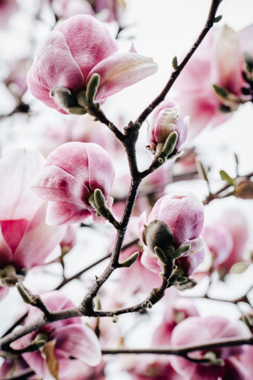 Gratis lagerfoto af blomstermotiv, blomstrende, delikat