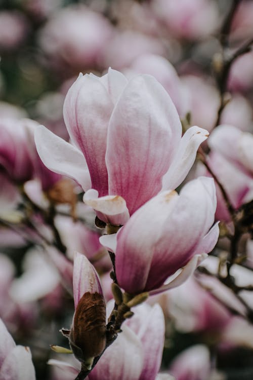 Gratis lagerfoto af blomstermotiv, blomstrende, delikat