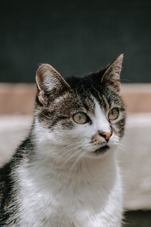 Free A close-up shot of a domestic cat with striking green eyes, captured outdoors. Stock Photo