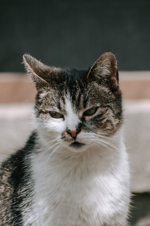 Free Intimate close-up of a tabby cat highlighting its fur and facial features. Ideal for pet enthusiasts. Stock Photo