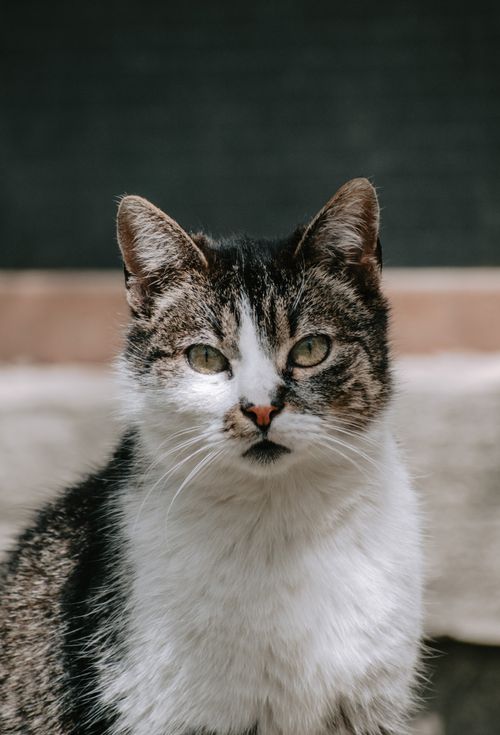 Free A detailed vertical shot of a domestic tabby cat with a soft background, emphasizing its natural charm. Stock Photo