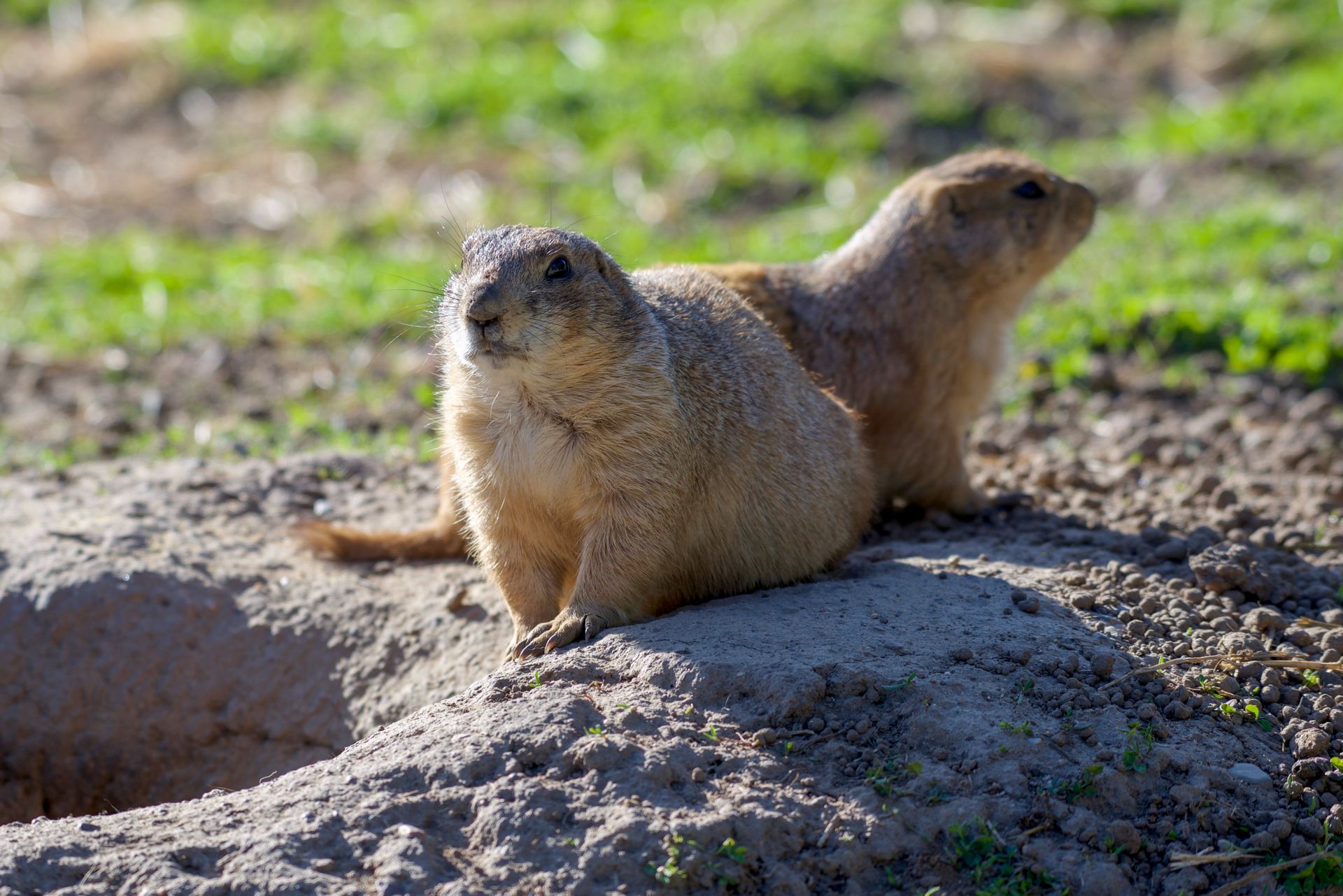 Brown Rodents on Gray Rock