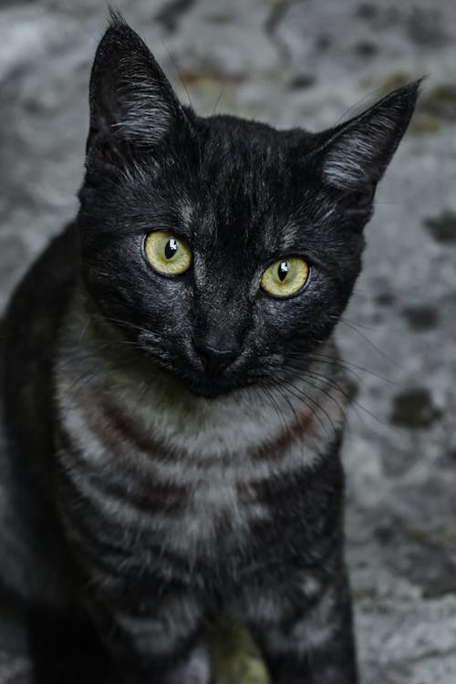 Free Close Up Shot of a Black Cat Stock Photo