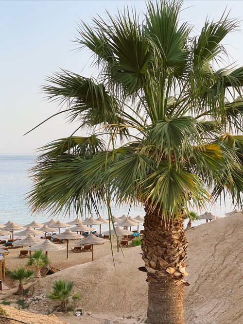 Free Serene beach scene with palm trees and sun loungers on a sunny day. Stock Photo