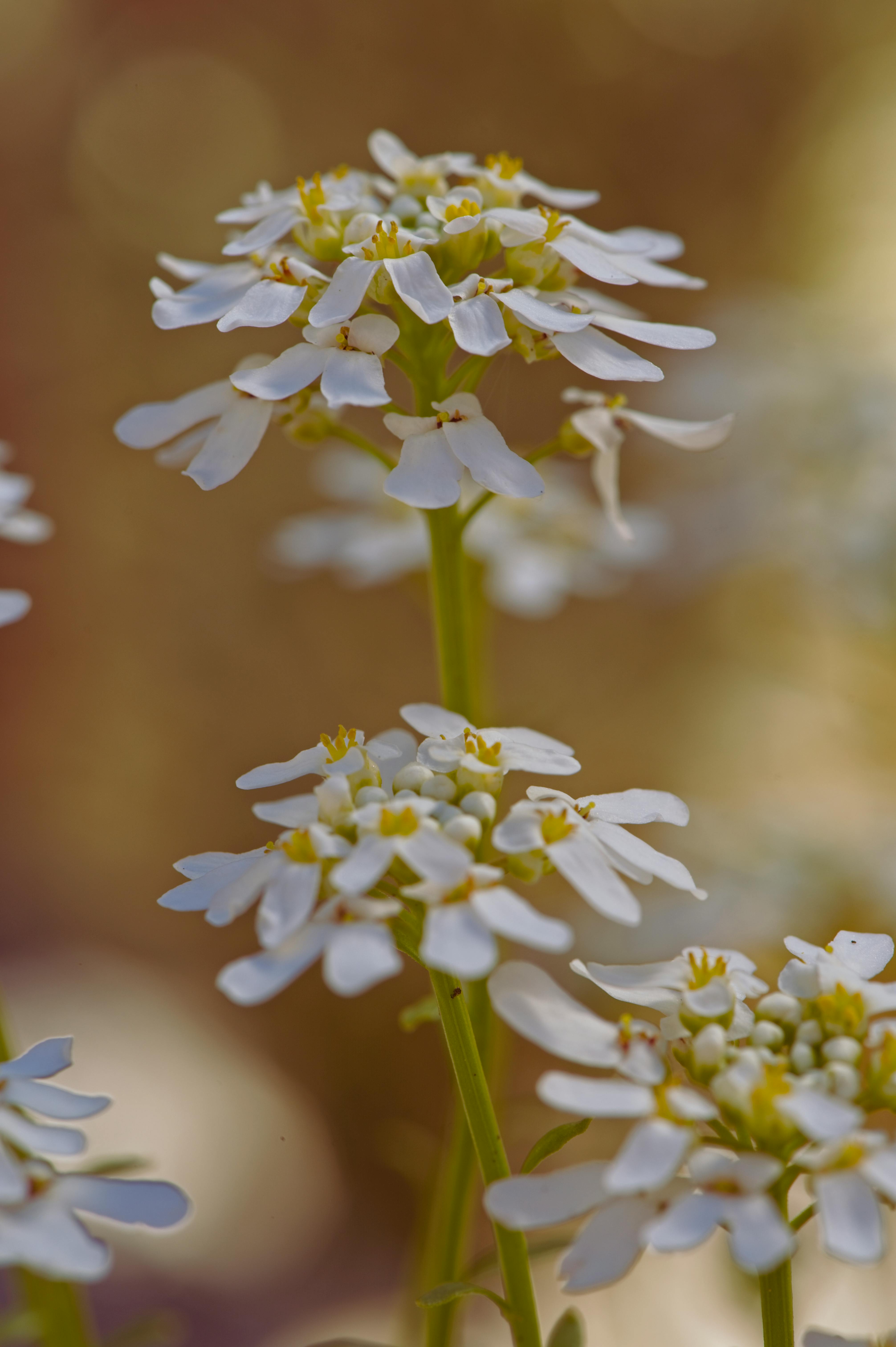 Alyssum Photos, Download The BEST Free Alyssum Stock Photos & HD Images