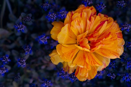 Gratis stockfoto met blauwe bloemen, bloeiende bloemen, blurry Stockfoto