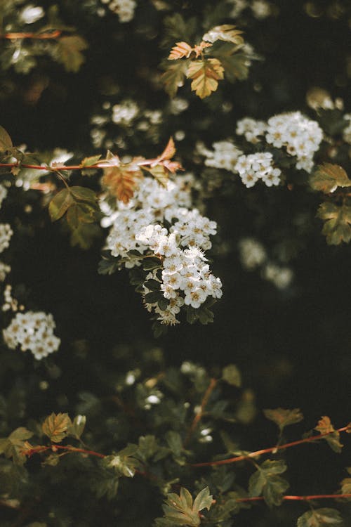 Green tree with delicate small white flowers and thin branches with leaves in garden on sunny summer day