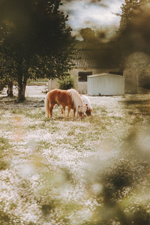 农家庭院, 冷靜, 動物 的 免费素材图片