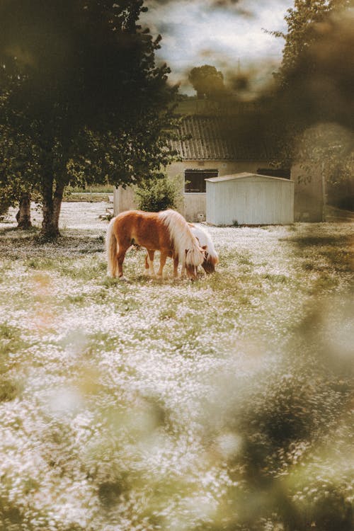 Small brown horses eating grass on lawn at farm near green tree and small building in countryside in daylight