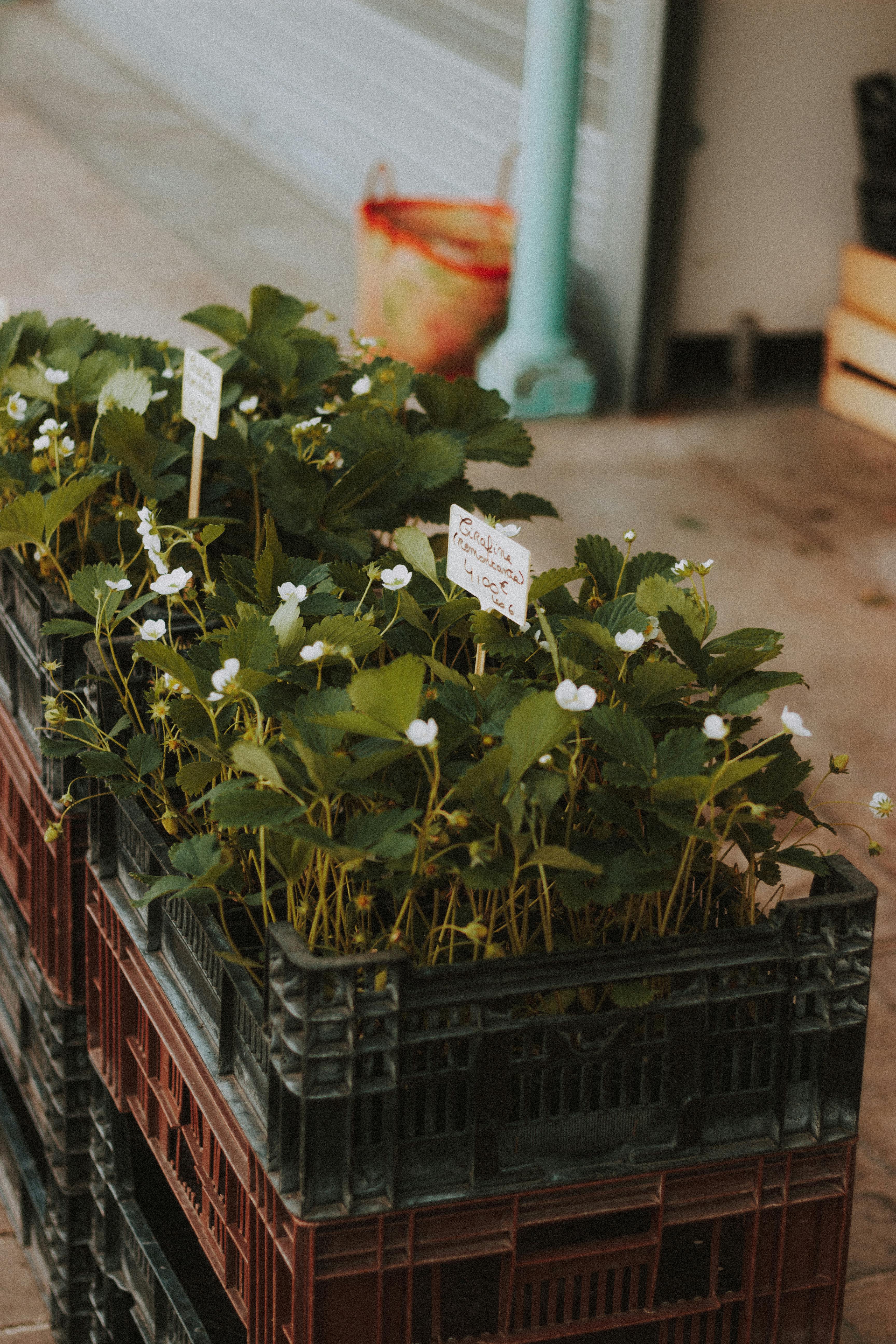 Healthy container garden