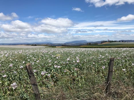 Lush poppy field under a vibrant sky in Sassafras, Tasmania, perfect for nature and landscape themes.