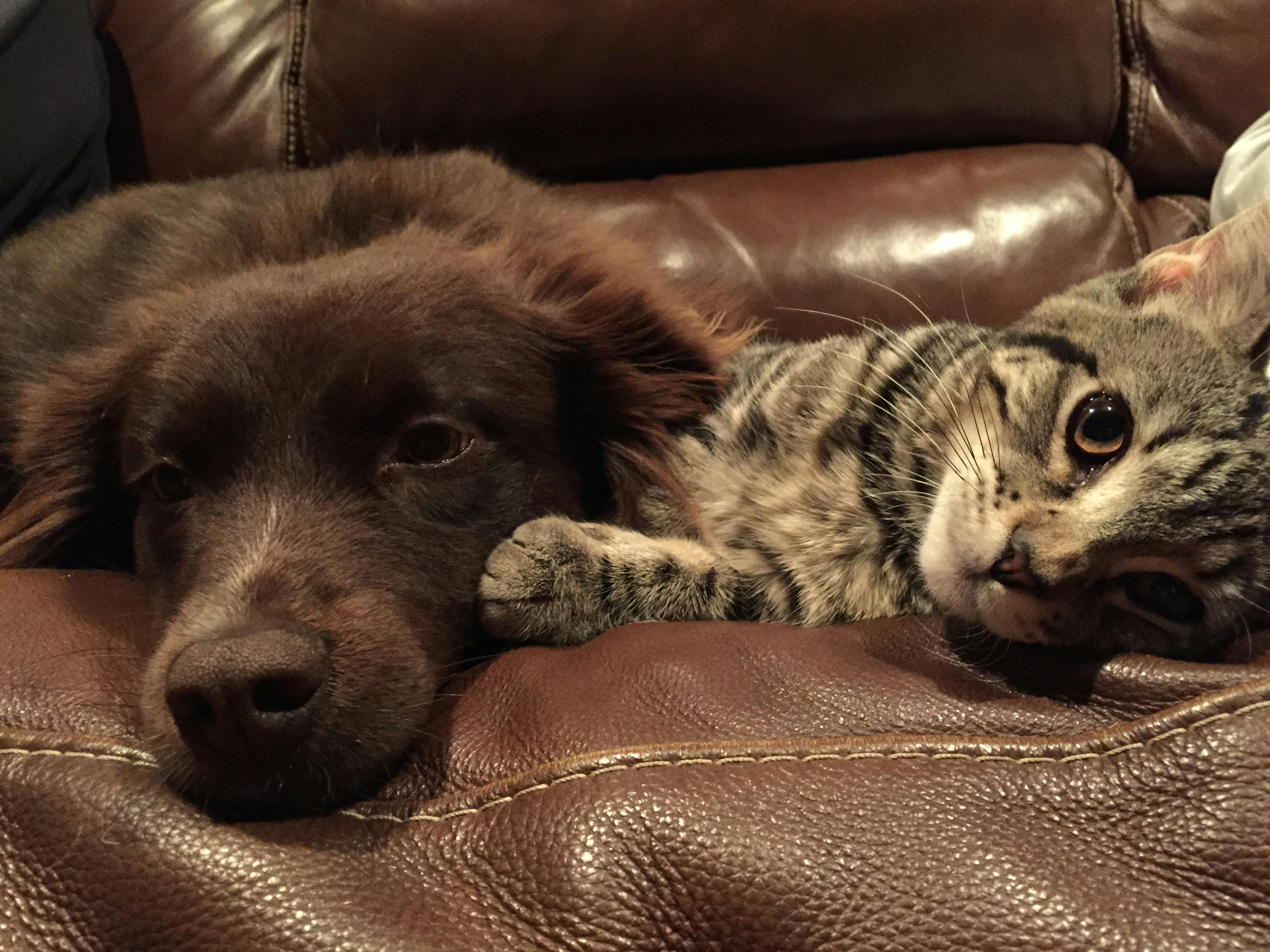 Free stock photo of animals, cat, comfortable