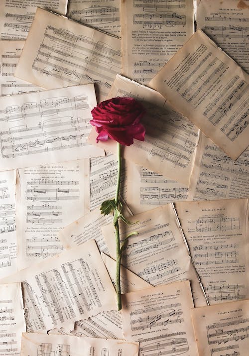 Rose placed on pages of musical notation