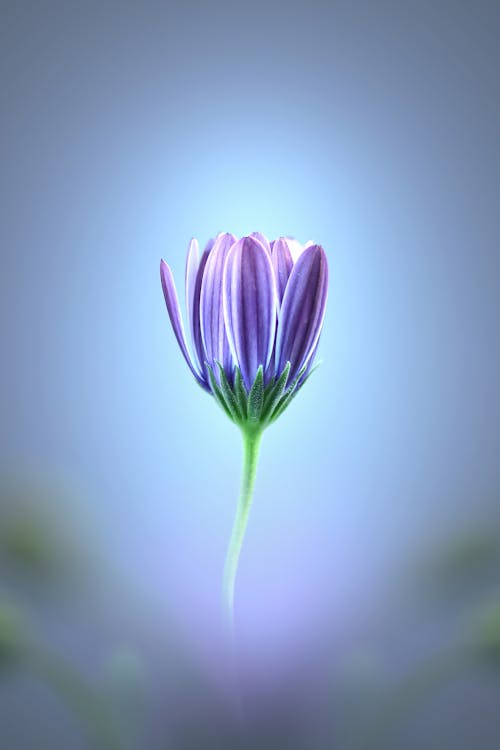 Бесплатное стоковое фото с природа, пурпурный цветок, цвет