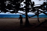 波多黎各海滩上，一个人的剪影映在树下，背景是海洋