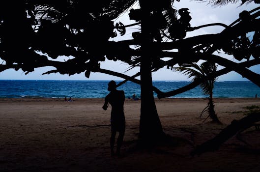 波多黎各海滩上，一个人的剪影映在树下，背景是海洋