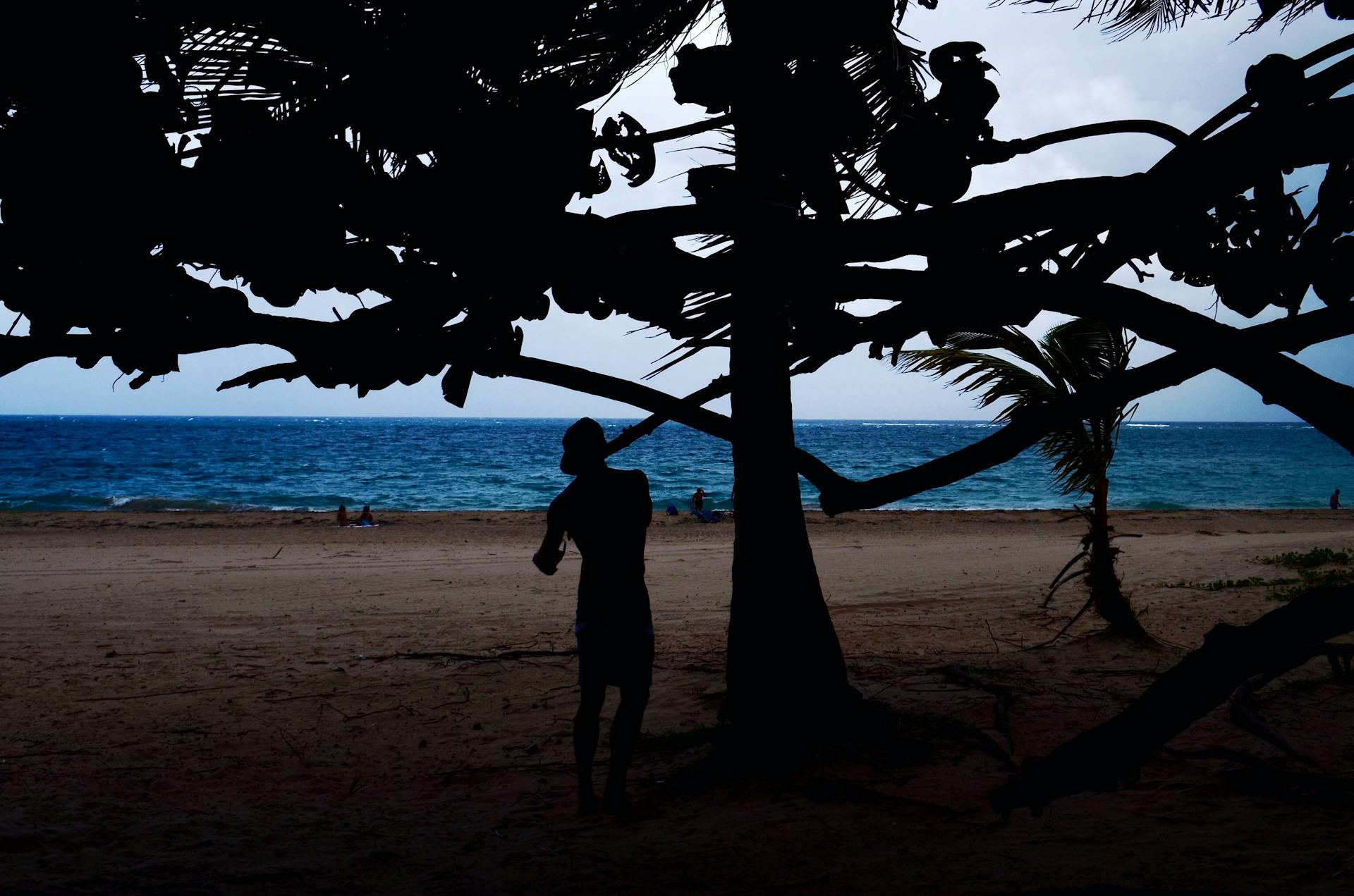 Silhouette of a person under trees on a Puerto Rico beach with ocean in the background.