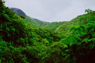 大雾天，波多黎各埃尔云克的山脉郁郁葱葱，森林茂密