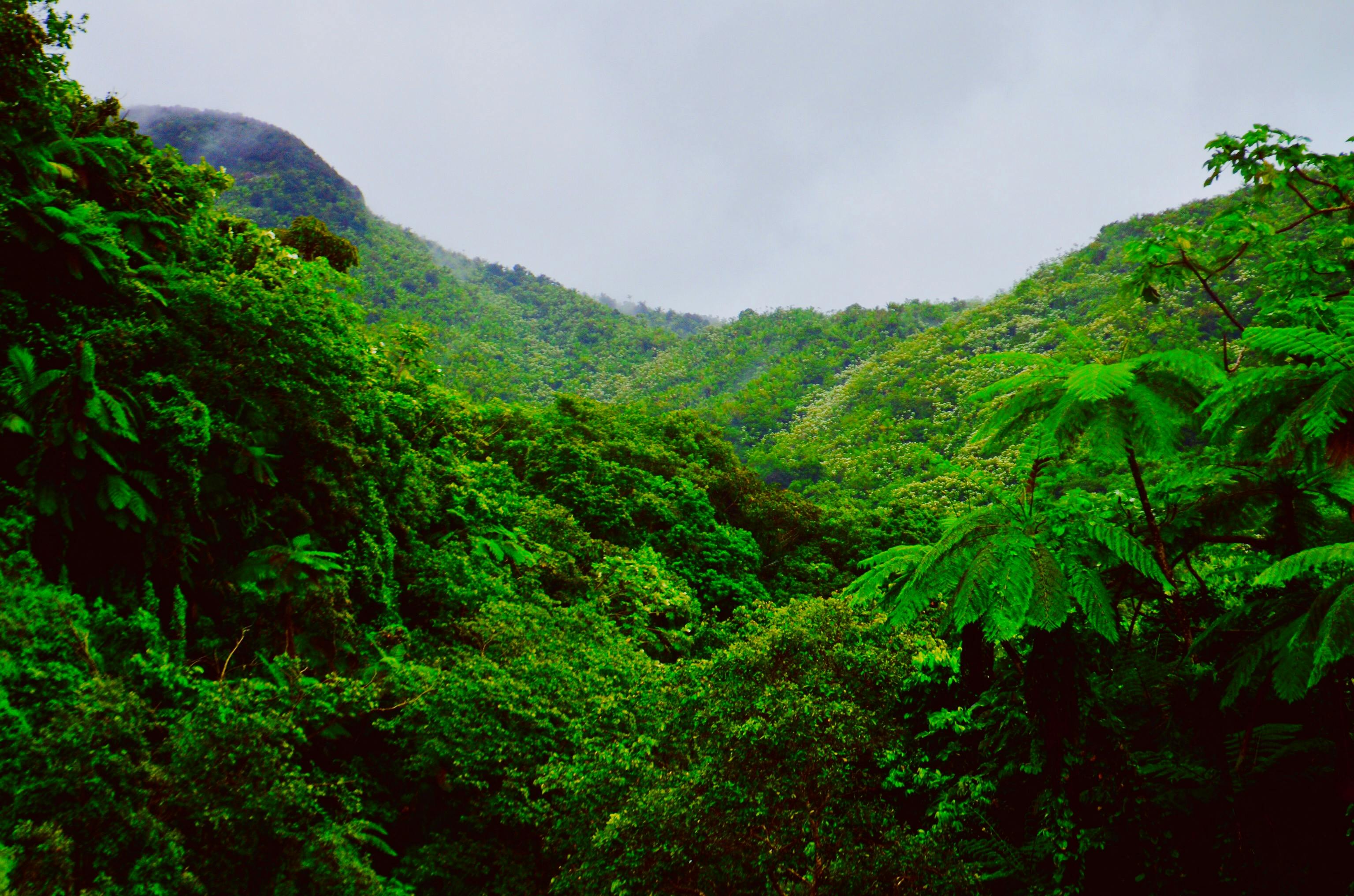 Rainforest Fog Ultra, Nature, Forests, Green, Trees, Jungle, Forest, Mist,  Tropical, HD wallpaper