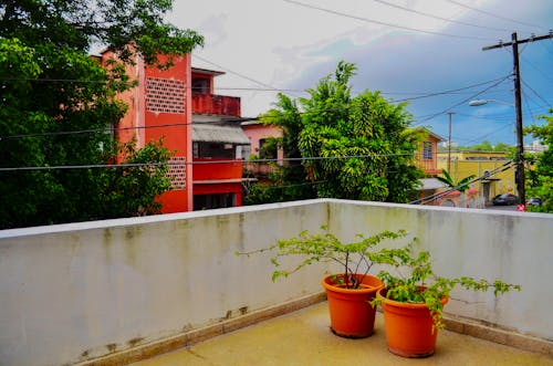 Two Green Leaf Plants With Orange Pots on Terrace