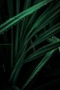 Green leaves with spiky edges