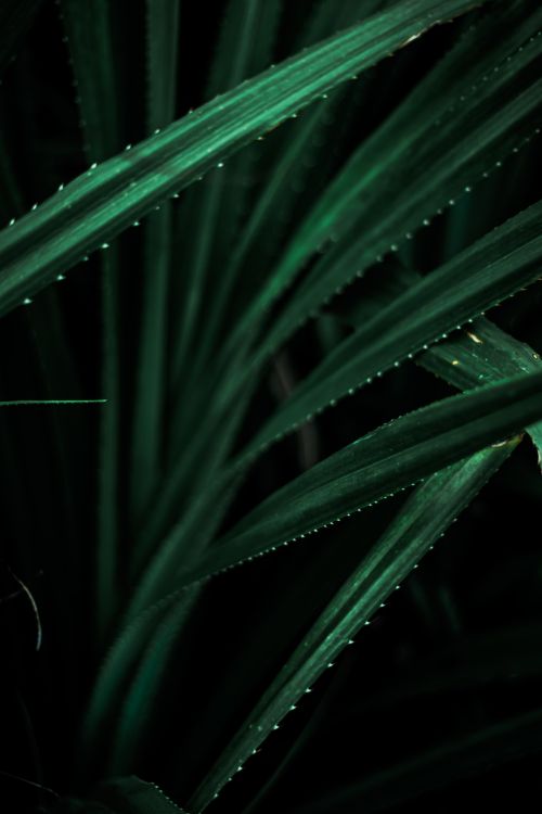 Free Long thin green blades of fresh plant with sharp edges growing in wild dense forest on summer day in nature Stock Photo