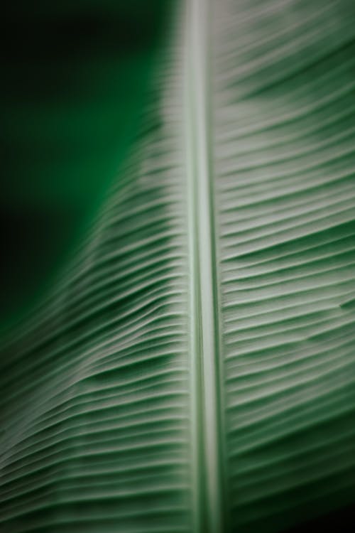 Closeup of textured green leaf of exotic plant with veins growing in wild nature on summer day in tropical forest