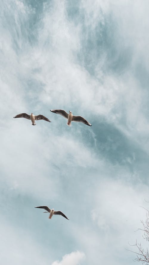 Photo of Three Seagulls Flying Under the Blue Sky