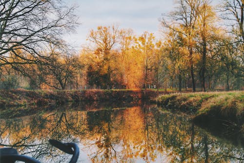 Lac Près Des Arbres Dans La Forêt