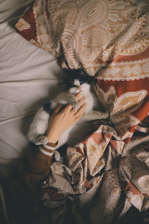 From above of crop unrecognizable female stroking obedient domestic cat lying on comfortable bed at home in daytime