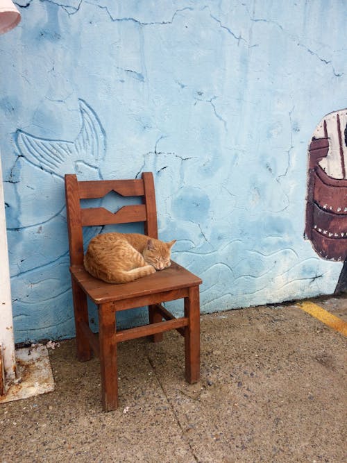 Photos gratuites de chaises en bois, chat, chat blanc