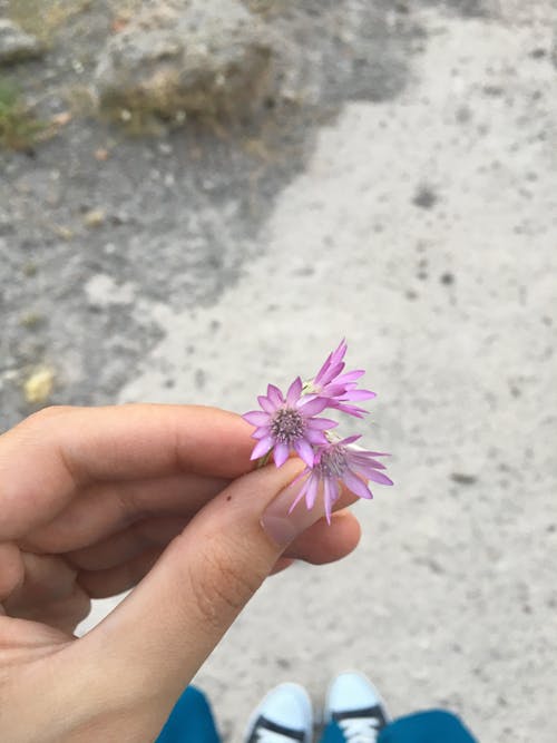 Photos gratuites de fleur violette, fleurs en floraison, floraison