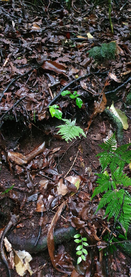 Free stock photo of bush, fern, leaves