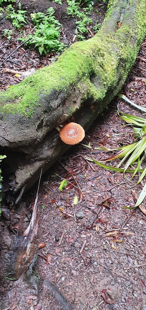 Free stock photo of bush, damp, fungus