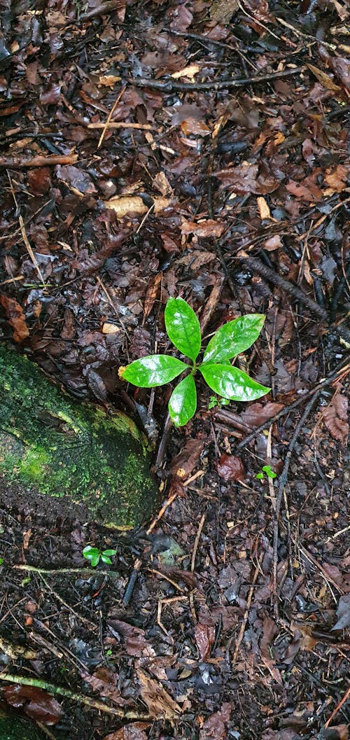 Fotobanka s bezplatnými fotkami na tému buš, malý, nový rast