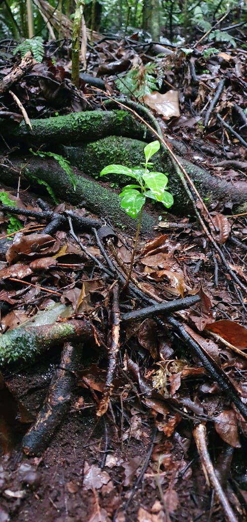 Foto d'estoc gratuïta de arbust, creixement, Nova Zelanda