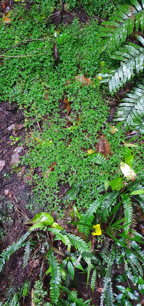 Free stock photo of bush, damp, fern