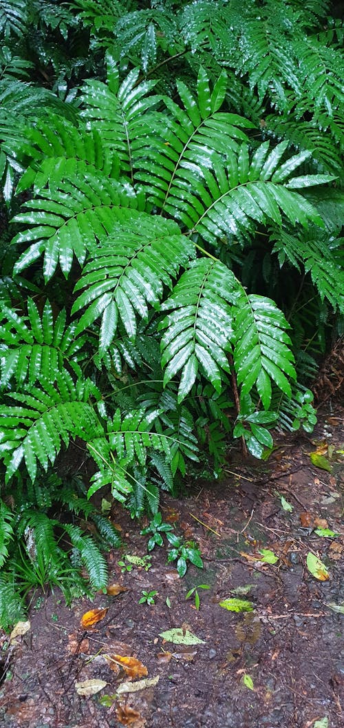 Free stock photo of bush, leaves, new zealand