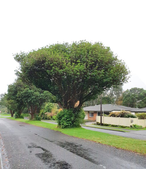 Free stock photo of new zealand, pururi tree, tree