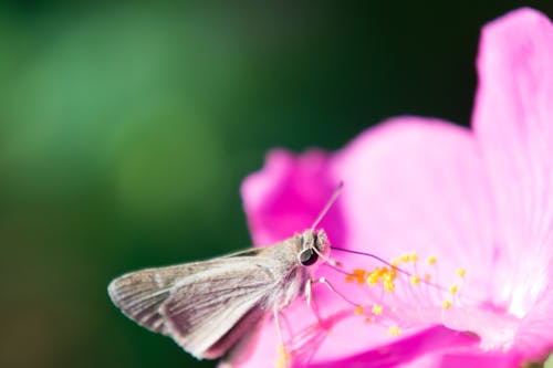 Brown and White Butterfly