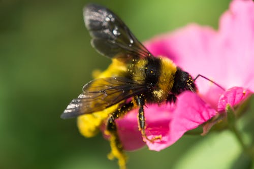 Close Up Foto Van Bumble Bee Op Roze Bloemblaadje Bloem