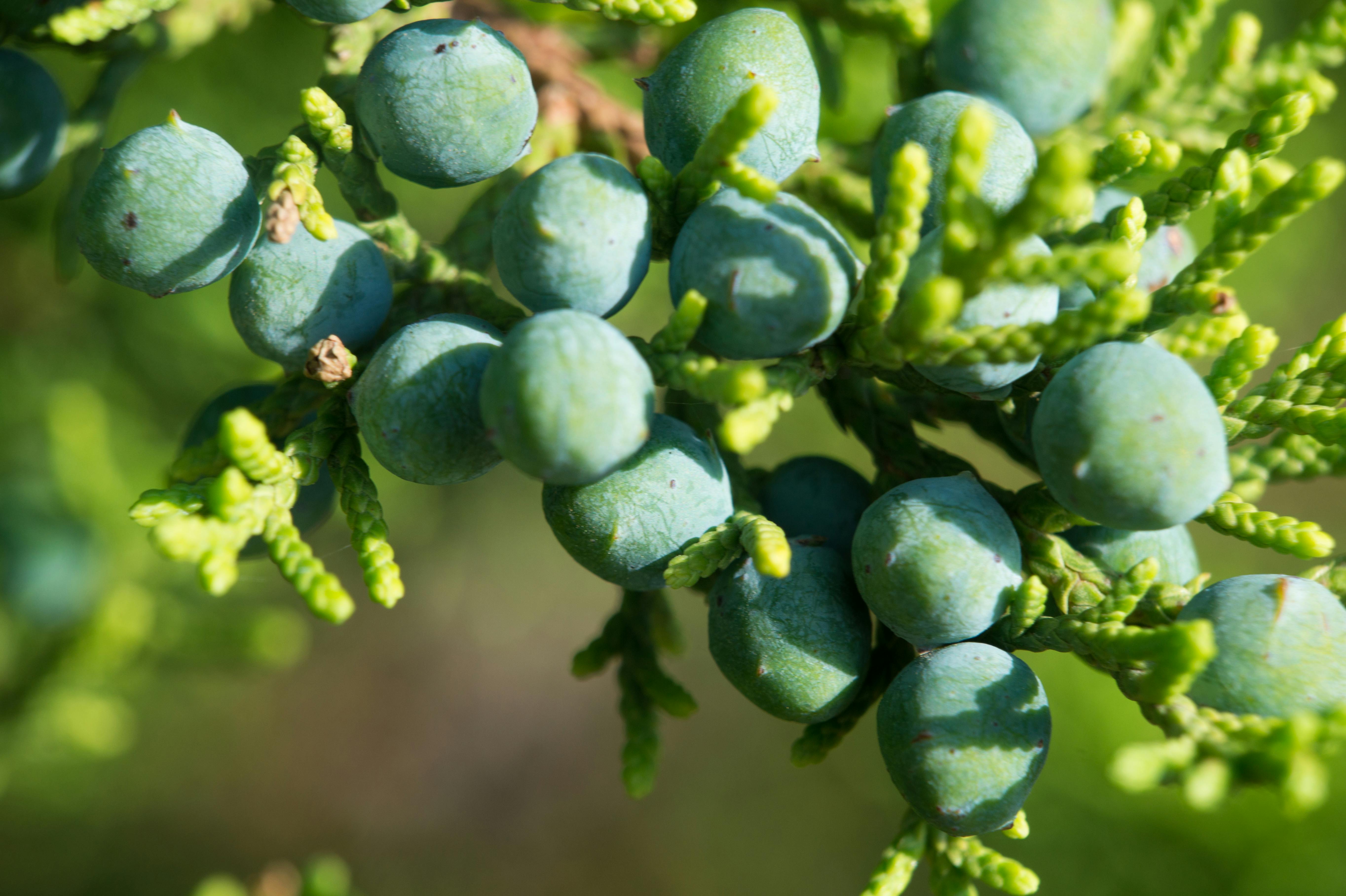 Free stock photo of berries, close up, evergreen
