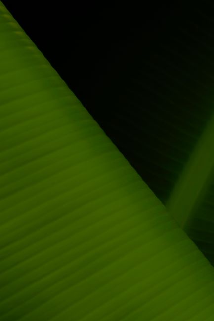 Abstract background of fresh verdant leaves of plant in darkness of summer garden