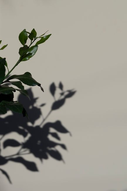 Verdant plant with fragile leaves and shadow on white background of home in daytime
