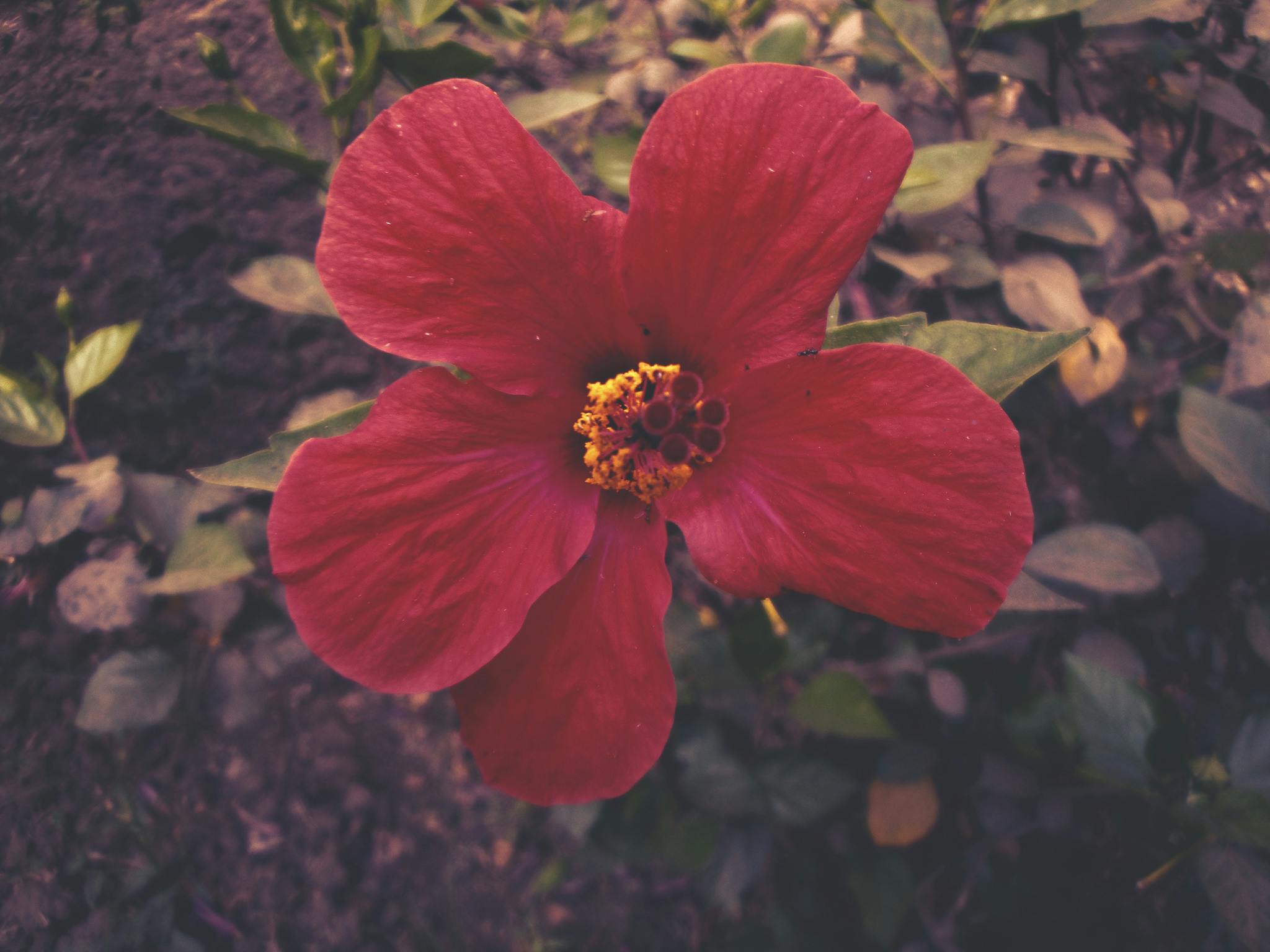 Free stock photo of beautiful flowers, egypt, egyptian