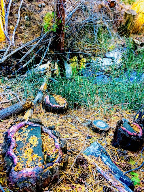 Foto d'estoc gratuïta de rierol a través d'un bosc de cedres