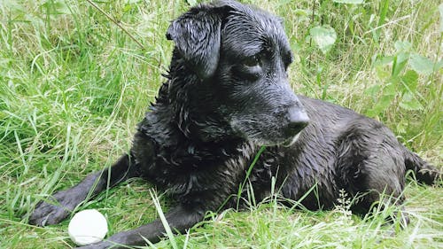 Immagine gratuita di cane, gras, laprador