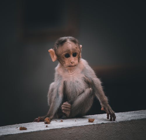 bebek maymun, beton, hayvan yavrusu içeren Ücretsiz stok fotoğraf