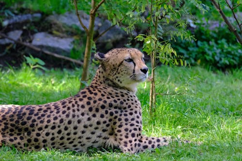 A Cheetah Lying on a Grass